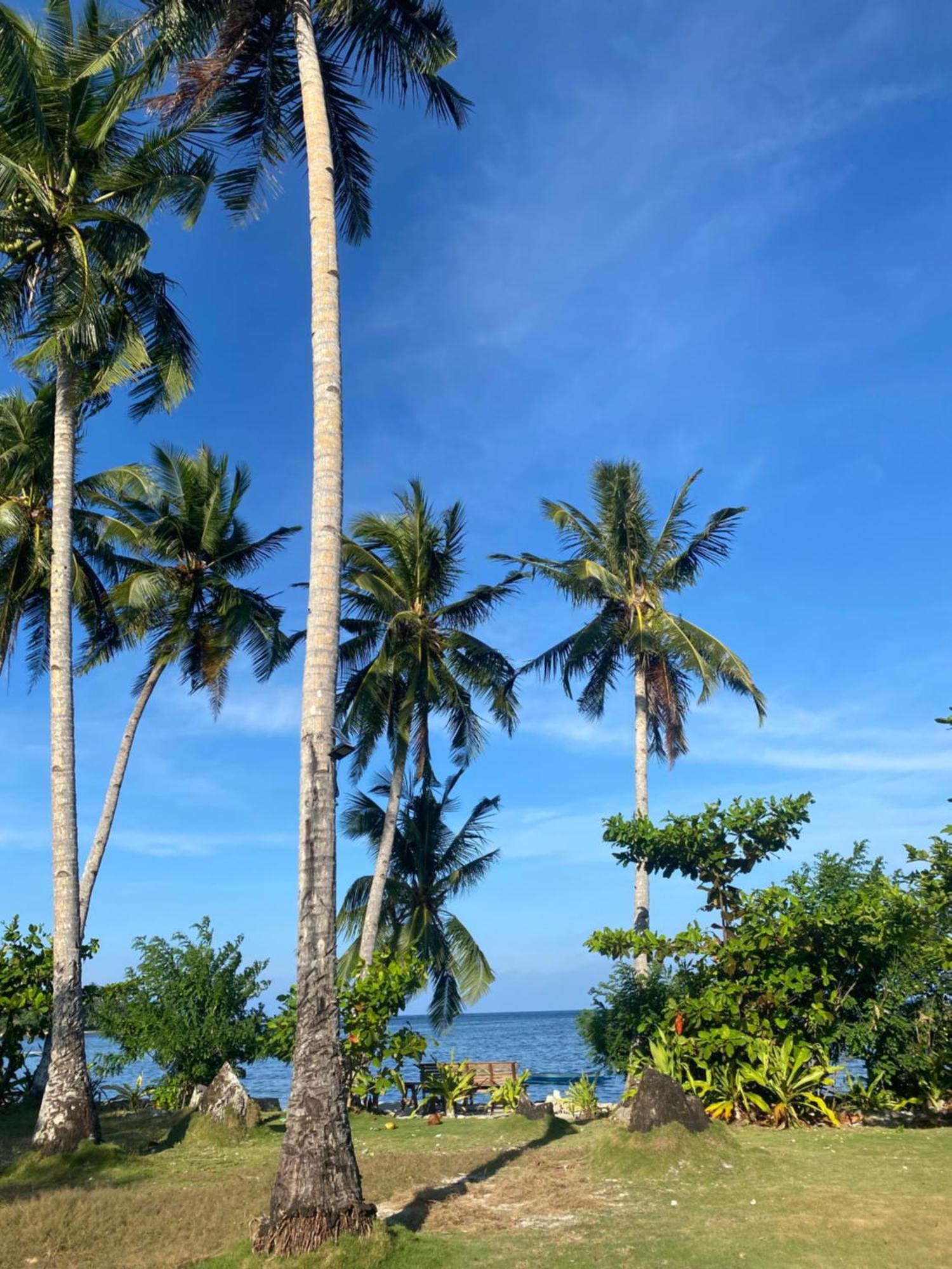 Coconut * General Luna (Surigao del Norte)
